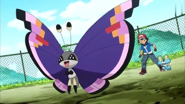 精灵宝可梦:碧粉蝶打败挥霍兔,黑心商人要着急了