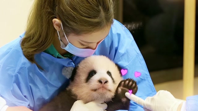 官方回应来了!blackpink 违规抱熊猫引发网友不满