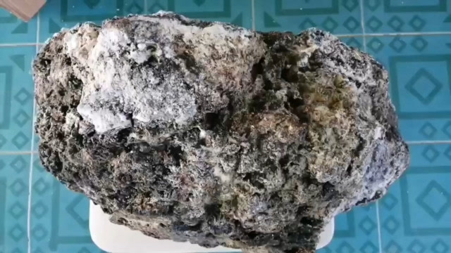 抹香鲸的"粪便"为何这么贵?只要拥有一块你就立即成为百万富翁