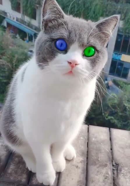 异瞳的猫咪见过不少,这么漂亮的头一次见,太惊艳了!