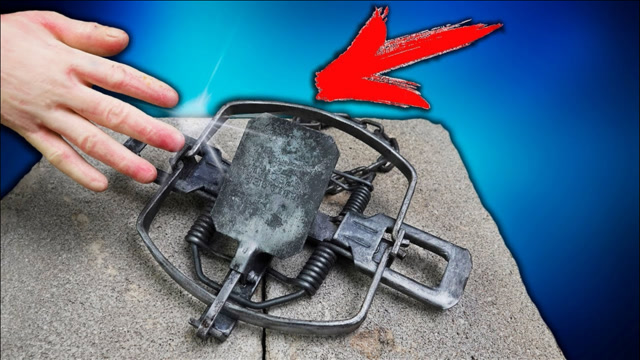 人踩到捕兽夹会有什么后果?用牛腿骨测试,看到骨头的下场就知道