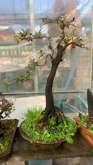 血红果金弹子盆景,文人金弹子盆景