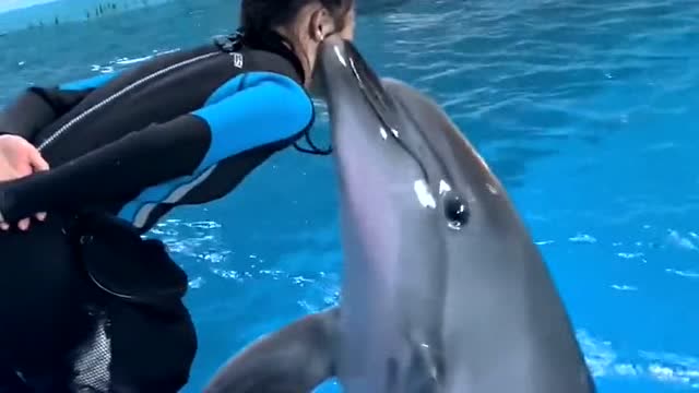 饲养员与海豚之间亲密互动,真的是太可爱了,网友:好想养一只!