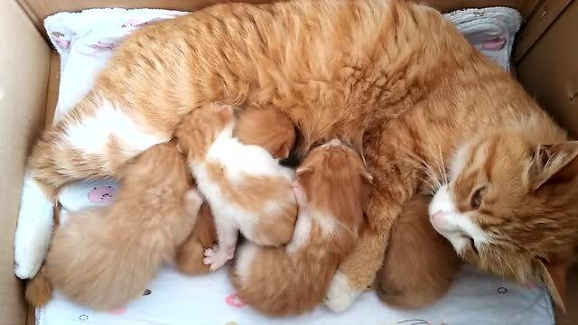 猫妈妈和它的小猫咪,吃奶的小猫