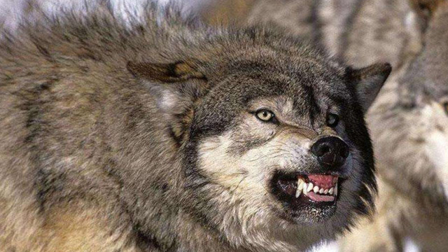 犬科动物中,狼无疑是最凶狠的一种,专家便首先开始测试狼的咬力