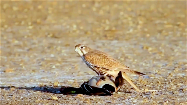 动物世界:游隼秒杀鸭子