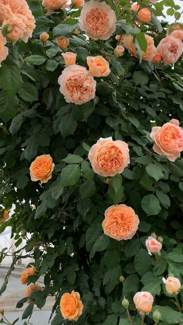 藤本月季玛格丽特王妃开花浓香型