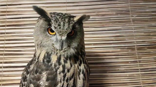 猫头鹰的小眉毛太可爱了,能够表达出丰富的心情,养一只没事吧?