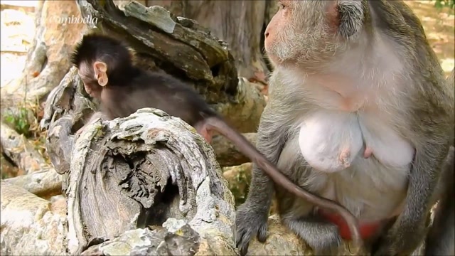 调皮的小猴对着正在喝奶的达克斯亲吻,达克斯憋得气都喘不过来!