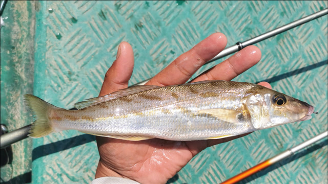 这么大的沙尖鱼非常罕见,煎一条就能配一瓶啤酒,钓太多怕吃不完