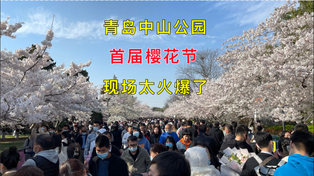 山东青岛首届樱花节,中山公园里有多火爆?现场太出人意料了