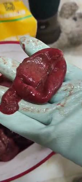 郭青展示猫胎盘