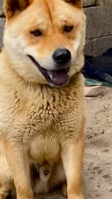 中华田园犬极品大黄