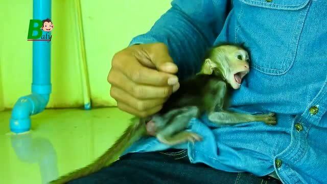 印尼猴主逗小猴子开心大叫