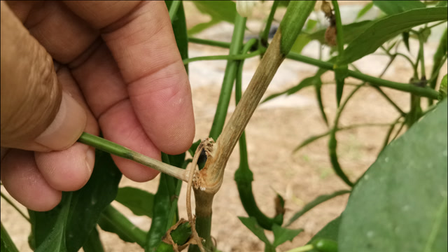 辣椒菌核病造成大量死棵,用这几种方法防治,防病又治病效果好