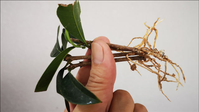 扦插了2个月的桂花不长根,喂杯"长根水",新根蹭蹭冒