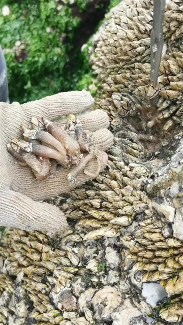 这满满一片鹅颈藤壶,估计能拔一年