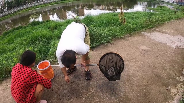 河虾也能用作鱼饵,大叔大娘河边用网捞虾,看看他们能有多少收获