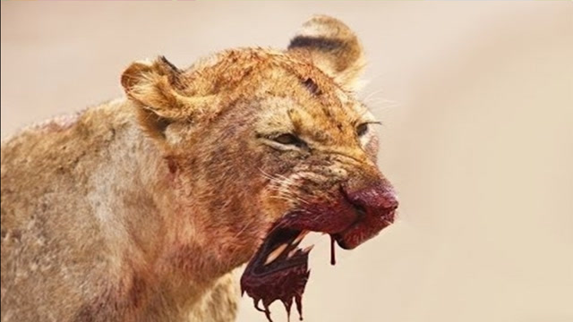 母狮遭到猛兽袭击,整个下颚都掉下来了,镜头记录惊险一幕