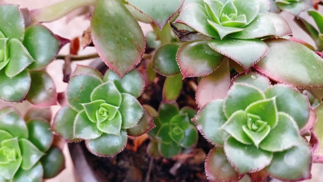 多肉锦晃星这样养护,生长旺盛状态好!