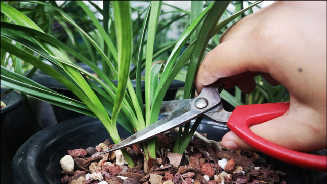 夏季养兰花,为何要经常修剪?看完又学到一招