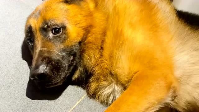 堂堂一只大狼狗被铲屎官养成了金毛,每天蔫不拉几的,没一点狼性