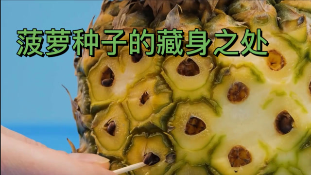 原来菠萝也有种子.如何自己动手种出一颗菠萝?