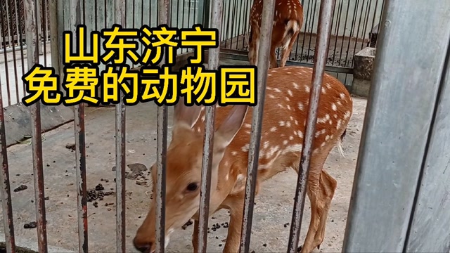 山东济宁,免费的动物园,孩子们玩的很开心,来看看都有什么动物吧