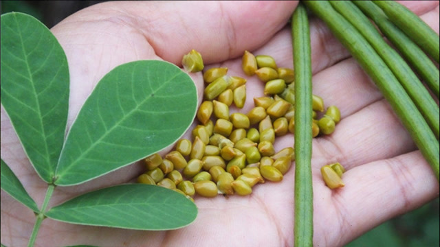 决明又叫"假花生",种子泡水还能装枕头,你知道它的好处吗