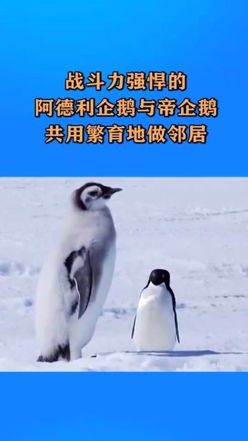 战斗力强悍的阿德利企鹅与帝企鹅共用繁育地做邻居