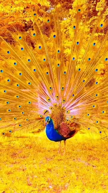 孔雀开屏,也太漂亮了吧!