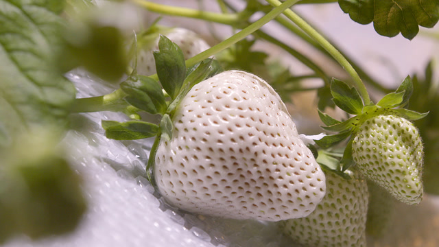【花絮】成熟后全白的白宝石草莓,价格昂贵味道甜美