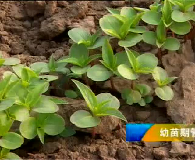 指甲花的种植技术