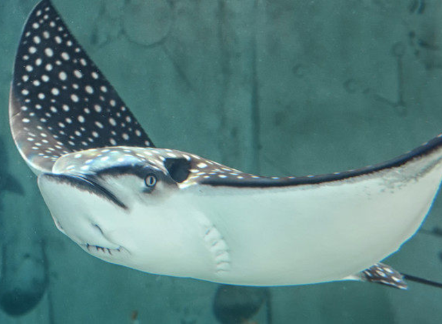 亚马逊河边野生魟鱼交易市场实拍