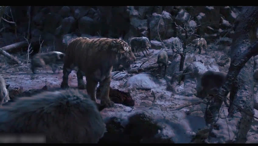 老虎和狼打斗场景,老虎和一个老猎人的故事