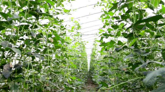 嘉兴八福农场宣传片