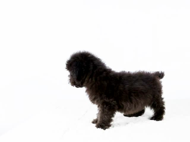 246631 灰色贵宾犬