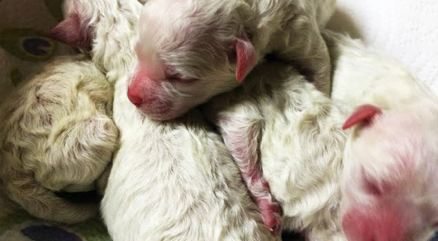 刚出生的比熊狗狗 毛都还没有舒展开