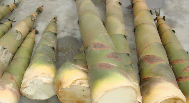 广东大头甜笋焖鸭,笋的清甜与鸭肉的荤香完美搭配,实在美味