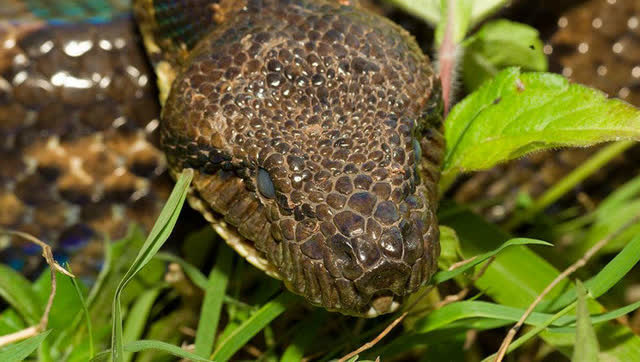 狂蟒之灾 恐怖巨蟒吞噬眼镜王蛇