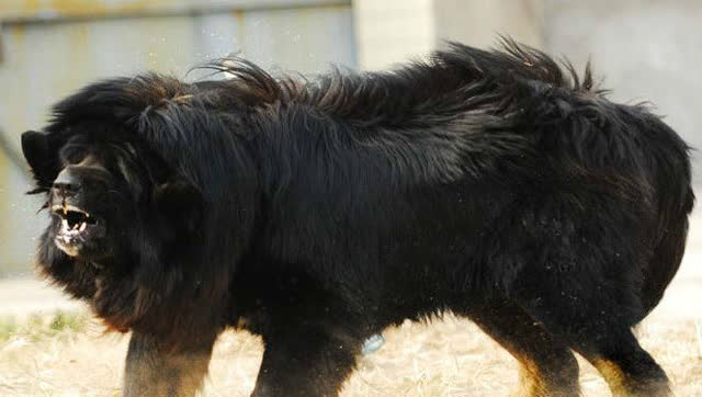 气势汹汹 传说中的鬼面獒王