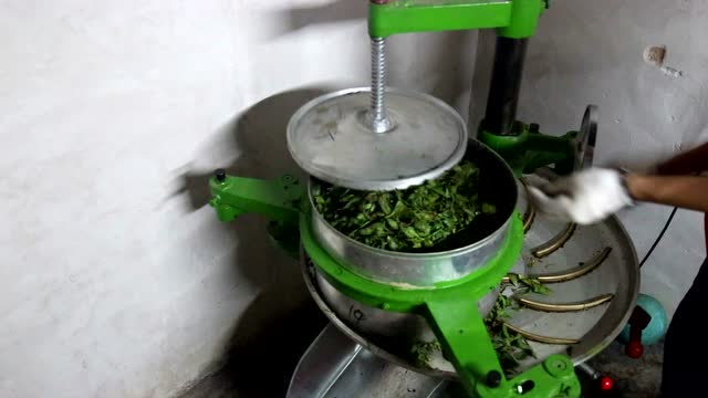 凤凰单丛茶揉捻过程