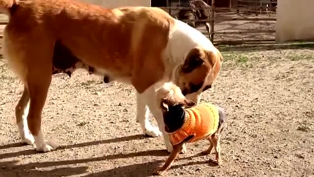 这只大狗真是大巫见小巫,对小狗的穿衣品味十分嫌弃!