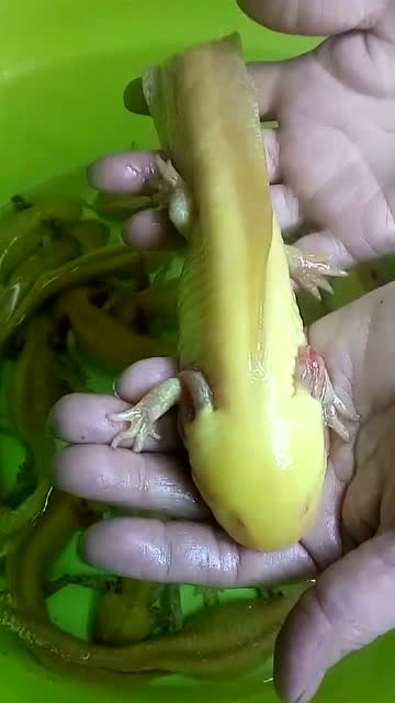 长腿的鱼,你见过吗,这是啥?