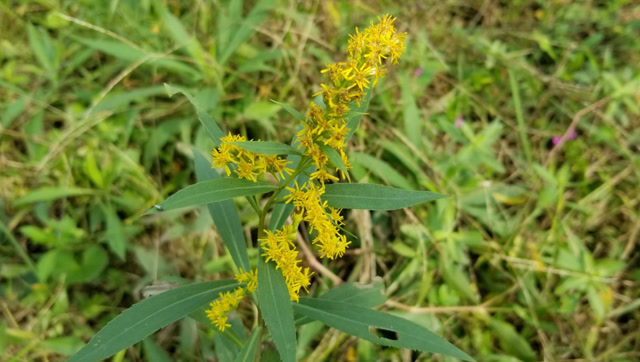金博士:解毒消肿一枝黄花-广西南宁