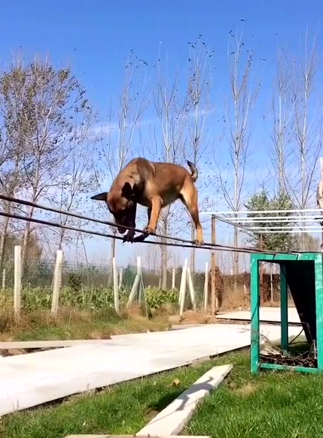 在训练吗?狗狗给你表演高空"小心翼翼走钢丝"