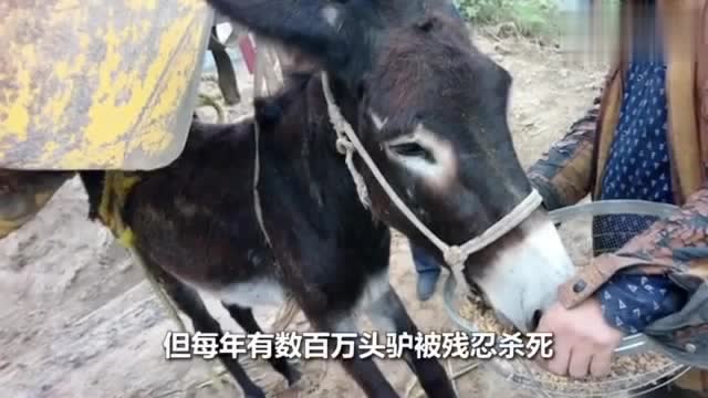 阿胶背后的沉重代价
