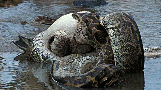 巨蟒和鳄鱼水边打架,仔细看才知道,鳄鱼是蟒蛇的食物!