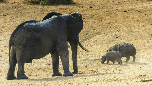 河马在大象面前显得太弱小,大象肆无忌惮的在河马地盘穿梭