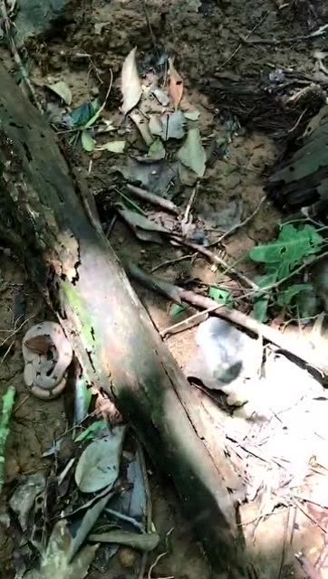 惊悚:男子林中漫步 意外发现一条伪装的五步蛇!